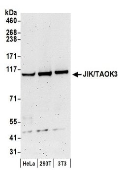 JIK/TAOK3 Rabbit anti-Human, Mouse, Polyclonal, Bethyl Laboratories 100
