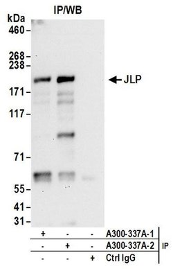 JLP Rabbit anti-Human, Mouse, Polyclonal, Bethyl Laboratories 100 &mu;L;