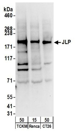 JLP Rabbit anti-Human, Mouse, Polyclonal, Bethyl Laboratories 100 &mu;L;