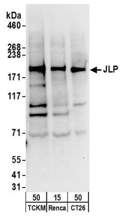 JLP Polyclonal Antibody, Bethyl Laboratories 20 &mu;L; Unconjugated:Antibodies,