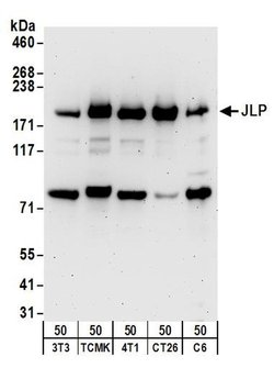 JLP Rabbit anti-Human, Mouse, Rat, Polyclonal, Bethyl Laboratories 100