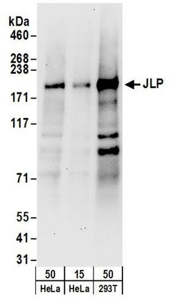 JLP Rabbit anti-Human, Mouse, Polyclonal, Bethyl Laboratories 100 &mu;L;