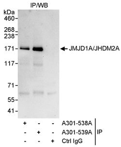 JMJD1A/JHDM2A Rabbit anti-Human, Polyclonal, Bethyl Laboratories 10 &mu;L;