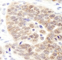 JMJD1B Rabbit anti-Human, Polyclonal, Bethyl Laboratories 100 &mu;L; Unconjugated:Antibodies,