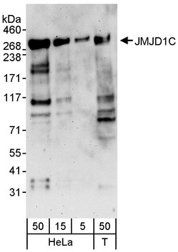 JMJD1C Rabbit anti-Human, Polyclonal, Bethyl Laboratories 100 &mu;L; Unconjugated:Antibodies,