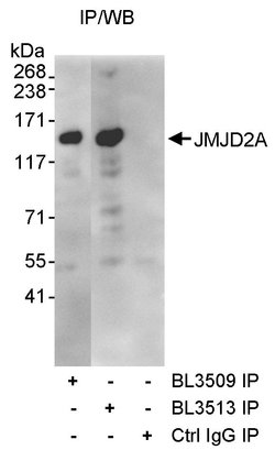 JMJD2A Rabbit anti-Human, Polyclonal, Bethyl Laboratories 100 &mu;L; Unconjugated:Antibodies,