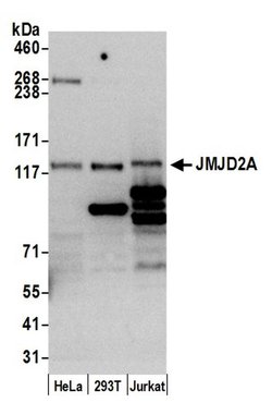 JMJD2A Rabbit anti-Human, Mouse, Polyclonal, Bethyl Laboratories 100 &mu;L;