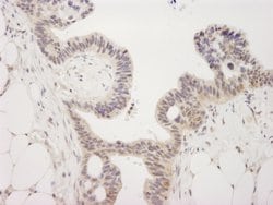 JMJD2A Polyclonal Antibody, Bethyl Laboratories 10 &mu;L; Unconjugated:Antibodies,