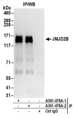 JMJD2B Rabbit anti-Human, Mouse, Polyclonal, Bethyl Laboratories 100 &mu;L;
