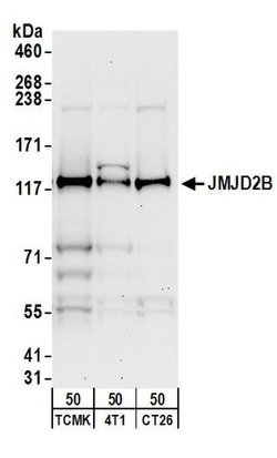 JMJD2B Rabbit anti-Human, Mouse, Polyclonal, Bethyl Laboratories 100 &mu;L;