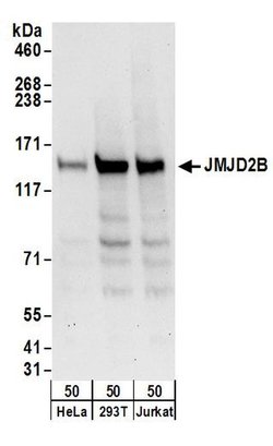 JMJD2B Rabbit anti-Human, Mouse, Polyclonal, Bethyl Laboratories 100 &mu;L;
