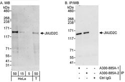 JMJD2C Rabbit anti-Human, Polyclonal, Bethyl Laboratories 100 &mu;L; Unconjugated:Antibodies,