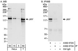 JMY Rabbit anti-Human, Polyclonal, Bethyl Laboratories 100 &mu;L; Unconjugated:Antibodies,
