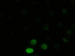 JNK1 Mouse anti-Human, Clone: OTI4E3, liquid, TrueMAB 100 &mu;L; Unconjugated:Antibodies,