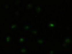 JNK1 Mouse anti-Human, Clone: OTI4E3, liquid, TrueMAB 100 &mu;L; Unconjugated:Antibodies,
