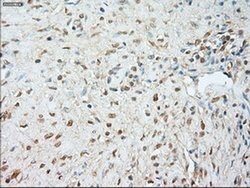 JNK1 Mouse anti-Human, Clone: OTI4E3, liquid, TrueMAB 100 &mu;L; Unconjugated:Antibodies,