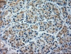 JNK1 Mouse anti-Human, Clone: OTI4E3, liquid, TrueMAB 100 &mu;L; Unconjugated:Antibodies,