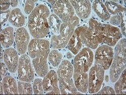JNK1 Mouse anti-Human, Clone: OTI4E3, liquid, TrueMAB 100 &mu;L; Unconjugated:Antibodies,