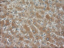 JNK1 Mouse anti-Human, Clone: OTI4E3, liquid, TrueMAB 100 &mu;L; Unconjugated:Antibodies,