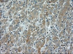 JNK1 Mouse anti-Human, Clone: OTI4E3, liquid, TrueMAB 100 &mu;L; Unconjugated:Antibodies,