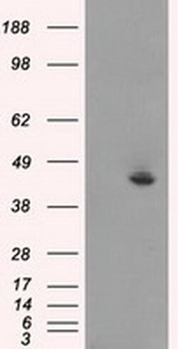 JNK1 Mouse anti-Human, Clone: OTI4E3, liquid, TrueMAB 100 &mu;L; Unconjugated:Antibodies,