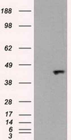 JNK1 Mouse anti-Human, Clone: OTI3B4H9, liquid, TrueMAB 100 &mu;L; Unconjugated:Antibodies,