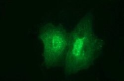JPH2 Monoclonal Antibody (OTI1A1), TrueMAB , OriGene:Antibodies:Primary