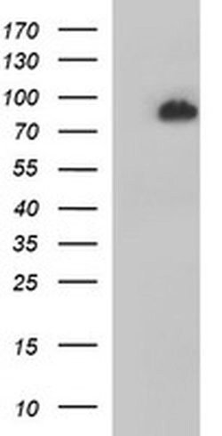 JPH2 Monoclonal Antibody (OTI1A1), TrueMAB , OriGene 100 &mu;L; Unconjugated:Antibodies,
