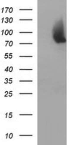 JPH2 Mouse anti-Human, Clone: OTI1E1, lyophilized, TrueMAB 100 &mu;g; Unconjugated:Antibodies,
