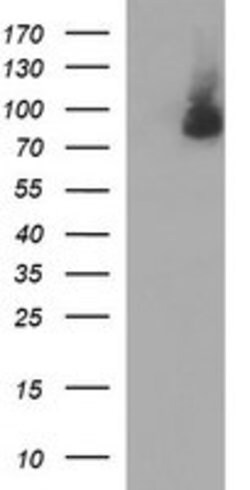 JPH2 Mouse anti-Human, Clone: OTI2D3, lyophilized, TrueMAB 100 &mu;g; Unconjugated:Antibodies,