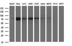 JPH2 Mouse anti-Human, Clone: OTI2D3, lyophilized, TrueMAB 100 &mu;g; Unconjugated:Antibodies,