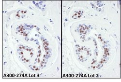 KAP-1 Rabbit anti-Human, Mouse, Polyclonal, Bethyl Laboratories 100 &mu;L;