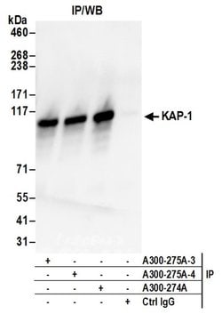 KAP-1 Rabbit anti-Human, Mouse, Polyclonal, Bethyl Laboratories 100 &mu;L;