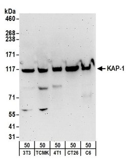 KAP-1 Rabbit anti-Human, Mouse, Polyclonal, Bethyl Laboratories 100 &mu;L;