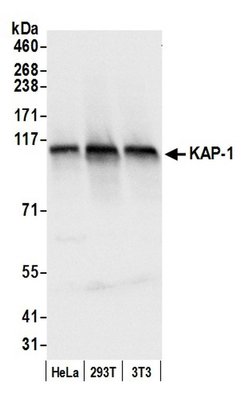 KAP-1 Rabbit anti-Human, Mouse, Polyclonal, Bethyl Laboratories 100 &mu;L;