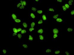 KAP-1 Polyclonal Antibody, Bethyl Laboratories:Antibodies:Primary Antibodies