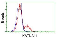 KATNAL1 Monoclonal Antibody (OTI1A7), TrueMAB , OriGene:Antibodies:Primary