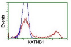 KATNB1 Monoclonal Antibody (OTI5A1), TrueMAB , OriGene:Antibodies:Primary