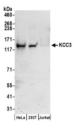KCC3 Rabbit anti-Human, Polyclonal, Bethyl Laboratories 100 &mu;l; Unlabeled:Antibodies,