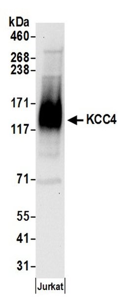 KCC4 Rabbit anti-Human, Polyclonal, Bethyl Laboratories 100 &mu;L; Unconjugated:Antibodies,