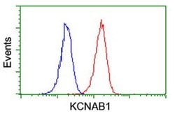 KCNAB1 Monoclonal Antibody (OTI2F1), TrueMAB , OriGene 30 &mu;L; Unconjugated:Antibodies,