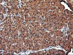 KCNAB1 Mouse anti-Human, Clone: OTI4E7, lyophilized, TrueMAB 100 &mu;g;