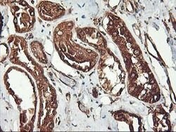 KCNAB1 Mouse anti-Human, Clone: OTI4E7, lyophilized, TrueMAB 100 &mu;g;