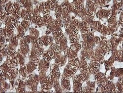 KCNAB1 Mouse anti-Human, Clone: OTI4E7, lyophilized, TrueMAB 100 &mu;g;