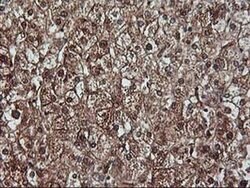 KCNAB1 Monoclonal Antibody (OTI7C7), TrueMAB , OriGene 30 &mu;L; Unconjugated:Antibodies,