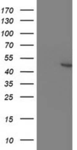 KCNAB1 Mouse anti-Human, Clone: OTI9F7, lyophilized, TrueMAB 100 &mu;g | Buy Online | Origene Technologies | Fisher Scientific