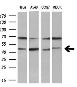 KCNAB1 Monoclonal Antibody (OTI2F1), TrueMAB , OriGene:Antibodies:Primary