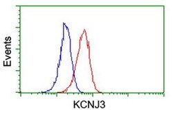 KCNJ3 Monoclonal Antibody (OTI1G3), TrueMAB , OriGene:Antibodies:Primary