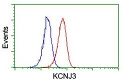 KCNJ3 Monoclonal Antibody (OTI1G2), TrueMAB , OriGene:Antibodies:Primary