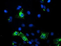 KCNJ3 Mouse anti-Canine, Human, Mouse, Rat, Clone: OTI1C5, lyophilized,